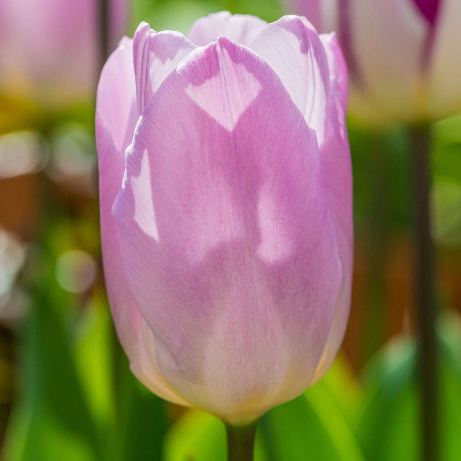 Tulpe 'Candy Prince' - Tulipaner